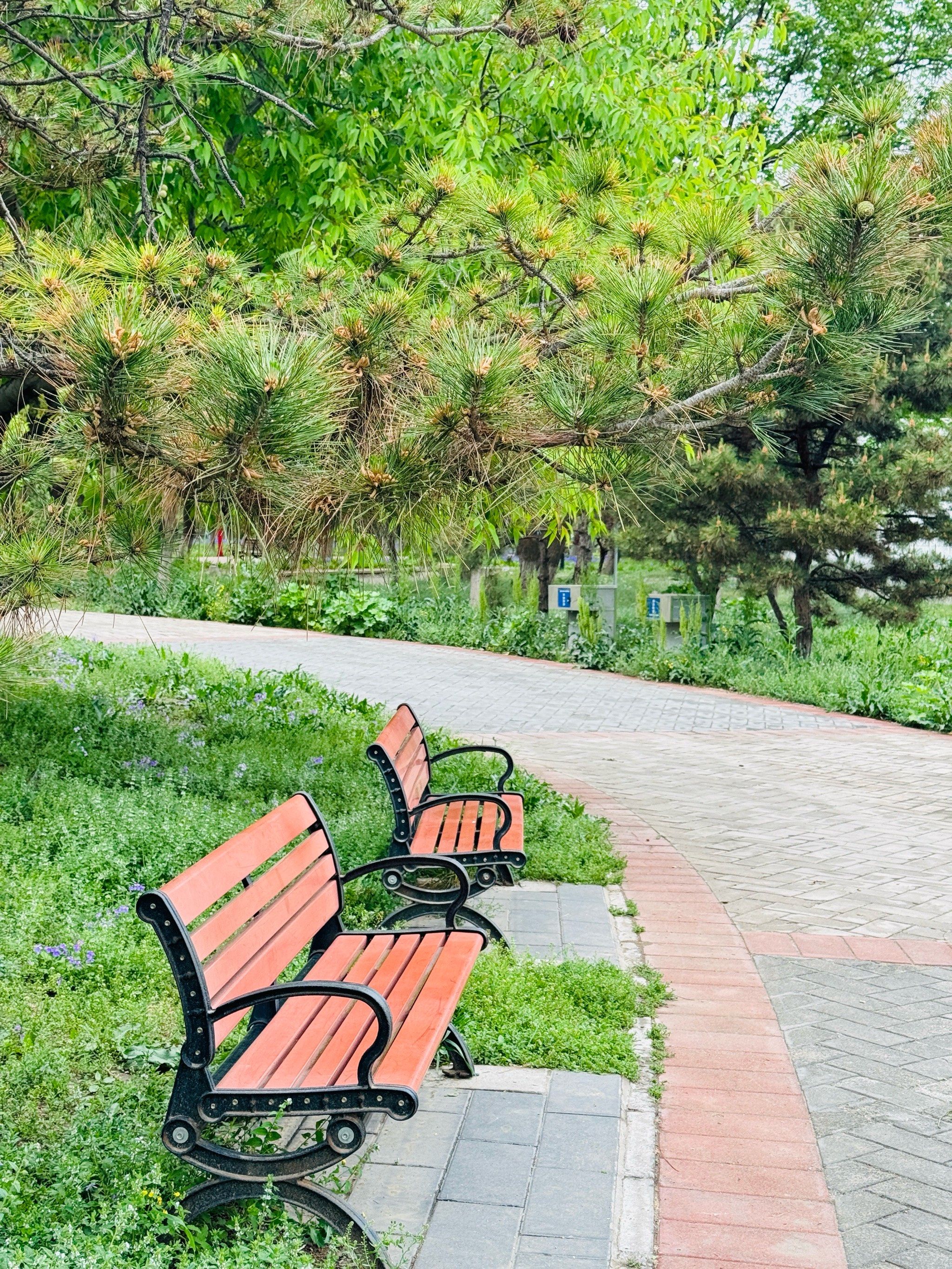 京城梨园也挺美