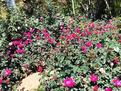 -人民公园(罗湖区)