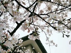 -武汉大学-樱园