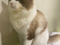 -喵喵咪呀布偶猫咖(春熙路店)