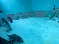 -正佳冰河湾真冰滑冰场