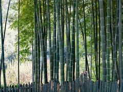 -树山生态村