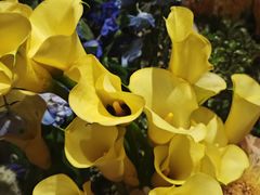 -好伦哥披萨(地坛店)