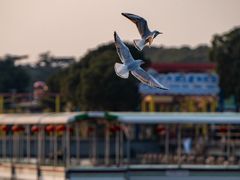 -蠡湖大桥公园