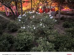-洛阳市隋唐城遗址植物园