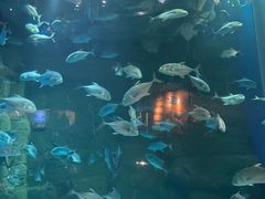 -成都浩海立方海洋公园