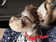 -瑞派申生动物医院·24H夜诊·国际动物医疗中心·骨外科(吴中路店)