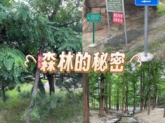-白水寺森林公园