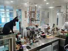 -楼上猫咖(罗湖店)