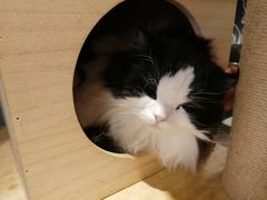 -遇见羊驼·奶狗咖·布偶猫咖·法斗柯基柴犬阿拉斯加(春熙路太古里IFS店)