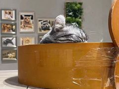 -藏猫猫咖啡主题馆(中央大道店)