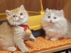 -欣宠猫屋·矮脚拿破仑·蓝金金渐层