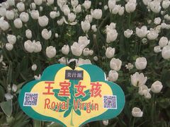 -洛阳郁金香牡丹园