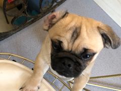 -喜柴咖啡·柴犬狗咖