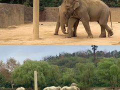 -杭州野生动物世界