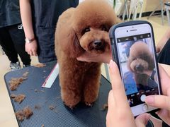 -优缇多格专业宠物美容师培训学校