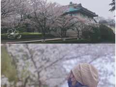 -武汉大学-樱园
