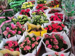 -秦美花卉(天朗·莱茵小城2期店)