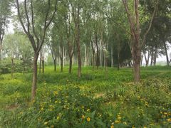 -东郊湿地公园