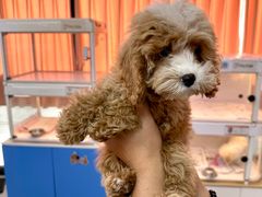 -翊宠yipet猫狗购宠庄园犬舍•猫舍