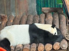 -青藏高原野生动物园