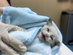 -宠颐生猫科·内科皮肤科(西平世纪城店)