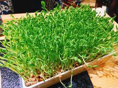 活体豆苗-湊湊火锅·茶憩(上海合生汇店)