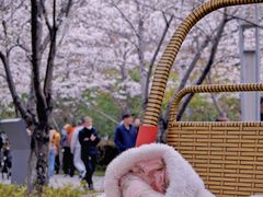 -高东镇樱花园
