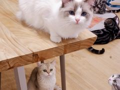 -有喵·猫咖·狗咖·30几只猫10只小狗(岗厦店)