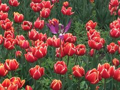 -长春公园(普阳街道)