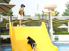 -爪吧宠物乐园 (温榆河示范区店)