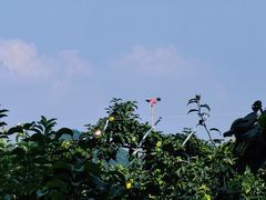 -树山生态村