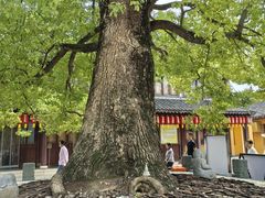 -龙华素斋(龙华路店)