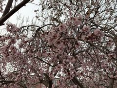 -桃花堤公园