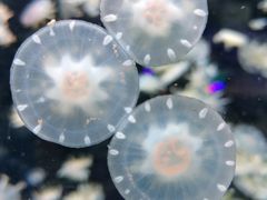 -太平洋海底世界