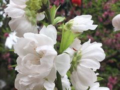 -船政文化景区-罗星塔公园