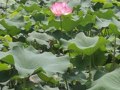-厦门园林博览苑