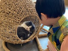 -飞行喵MR PILOT|猫舍·猫咖(静安大融城店)