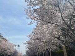 -高东镇樱花园