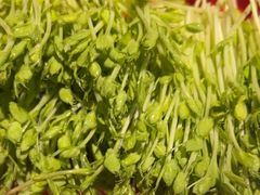 -番食园鲜食火锅(高新店)