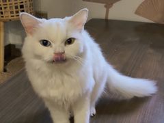 -楼上猫咖(罗湖店)