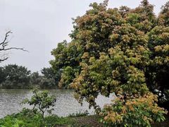 -鹤之洲湿地公园