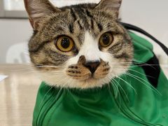 -荔康动物医院(康王北路店)