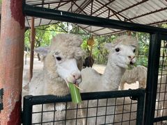 -深圳野生动物园