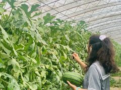 -庞各庄西瓜蔬菜采摘园·锦华瓜园