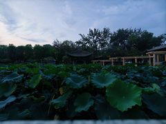-莲湖公园