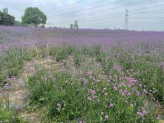 -紫颐香薰山谷景区