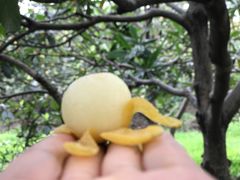 -塘栖枇杷特色园区