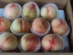 -南汇新场正宗水蜜桃采摘