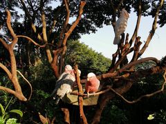 -广州长隆飞鸟乐园